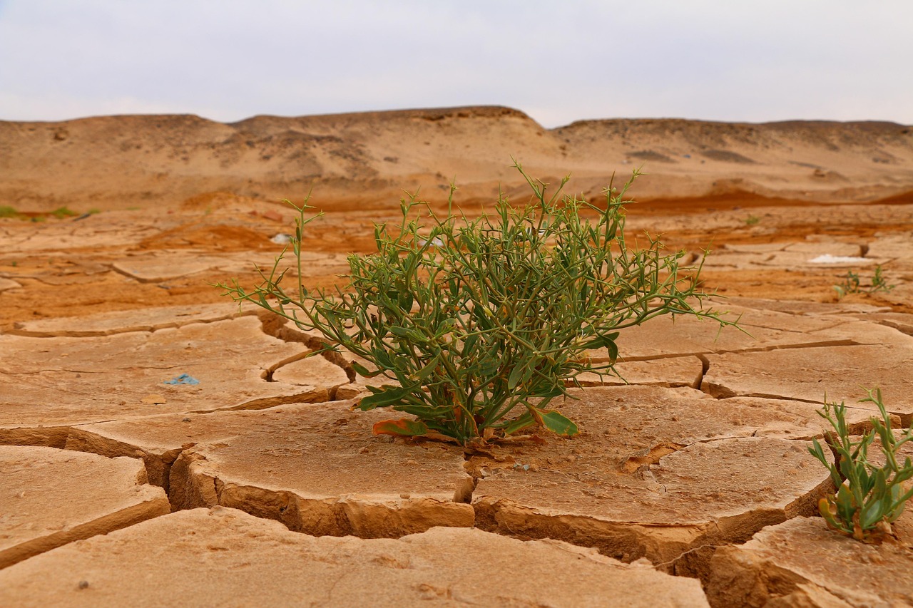 Climate Action